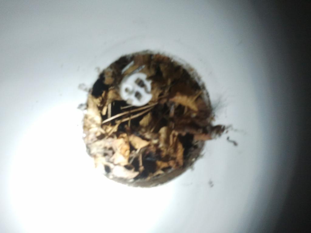 Leaves and debris on downlight